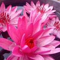 KIM - เพราะรู้อยู่แล้วว่าทุกข์