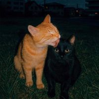 Broken Lip - Safe Place