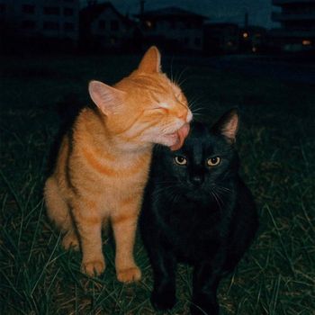 Broken Lip - Safe Place