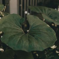 Viana - Give it back (Explicit)