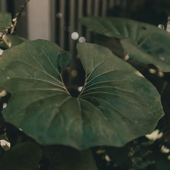 Viana - Give it back (Explicit)