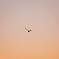 Viana - me this love