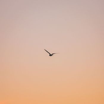 Viana - me this love