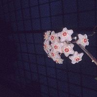 Vital - que pasa con esto (Explicit)