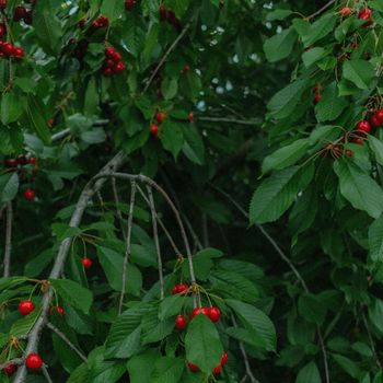 Mayten - forest fruit