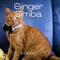 Forest - Ginger Simba