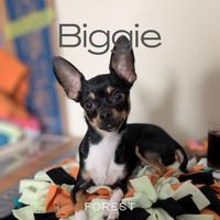 Forest - Biggie