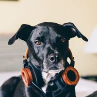 GANGSTA - Black Bauka