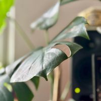 Daniel Steinfels - Monstera Deliciosa