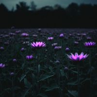 YANARI - Secret path