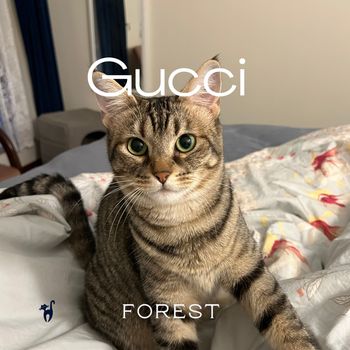 Forest - Gucci