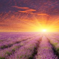 Nature Healing Society - Morning Energy
