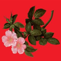 Alex Augier - The Lyrical Age