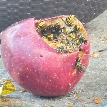 Chris Thompson - Let it burn