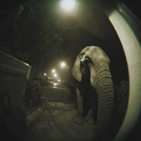 Alex Ferreira - Elefante