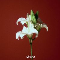 moom - With Me