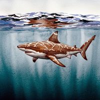 SleepingShark - Risk Taker