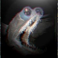 Stargazer - Gigantura