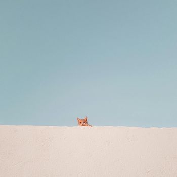 Tomoya - Kitty Dream