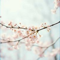 GEKIDEKI - 日本のお花見