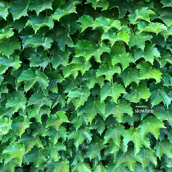 invention_ - Slowbrn