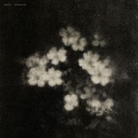 Oaktek - Extraction