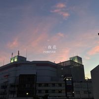FOREVER - 一夜花