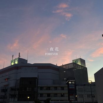 FOREVER - 一夜花