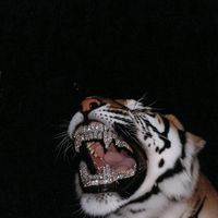 El Diablo - Summer,fall,winter,Pisces Season (Explicit)