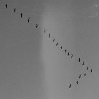 Dima Kachan - No Particular Sense