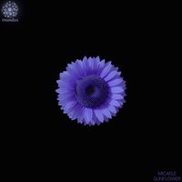 Micaele - Sunflower