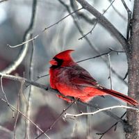 Joe Sullivan - Holiday Hope: A Christmas Collection