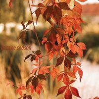 PAD - orange season