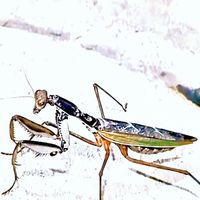 Steff - Icee Trajectory (Explicit)