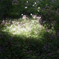 Ami - 平芜尽处是春山