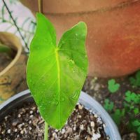 fusion - Aura y Vibra