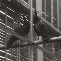 Provoke - flightless bird