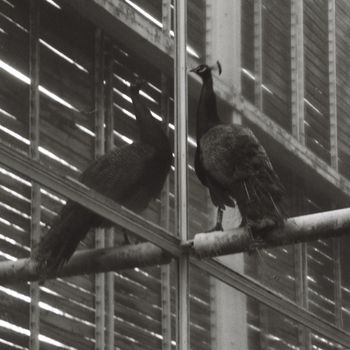 Provoke - flightless bird
