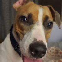 Neil - Shutdown Blues