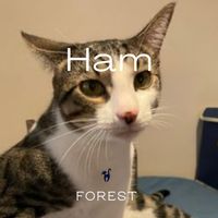 Forest - Ham