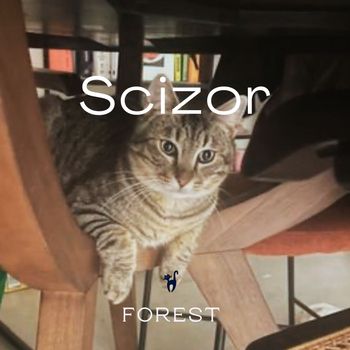Forest - Scizor