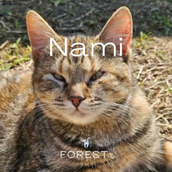 Forest - Nami
