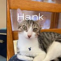 Forest - Hank