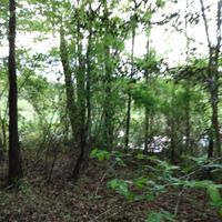 alva - i don't know why i still try