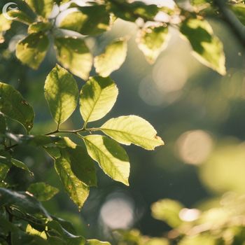 Sunlit Canopy - Soft Air