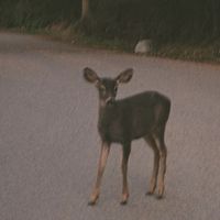 parallel - frail (Explicit)