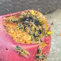 Chris Thompson - Capitalism (Explicit)