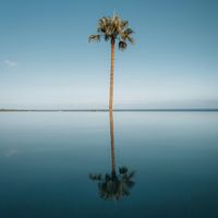 Macrogenre - Mirror of the Palm