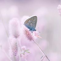 Macrogenre - Blue on Pink