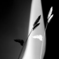 Illumina - Lightly Held Sound Bath